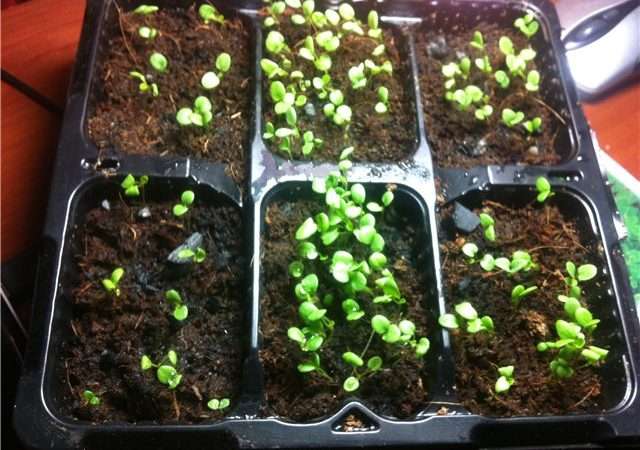 Выращивание виолы из семян: подробное руководство