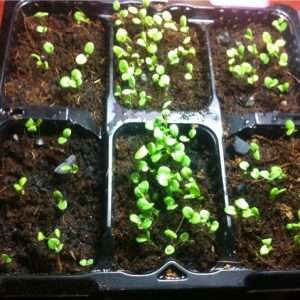 Выращивание виолы из семян: подробное руководство