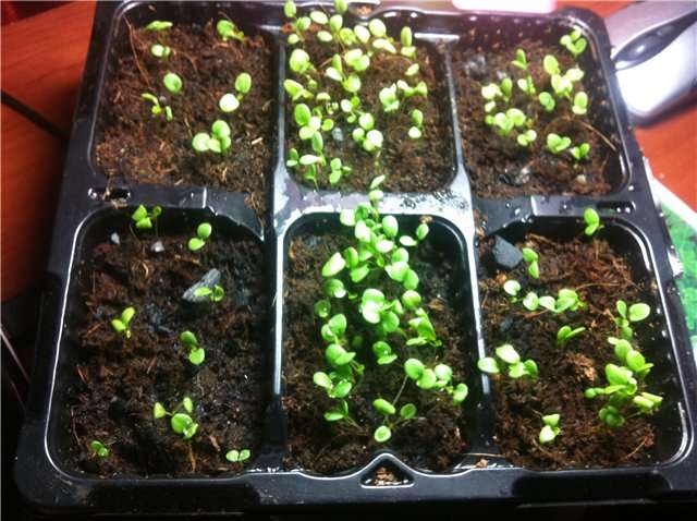 Выращивание виолы из семян: подробное руководство