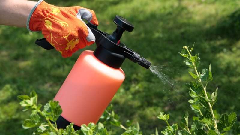 Защита растений от болезней и сорняков