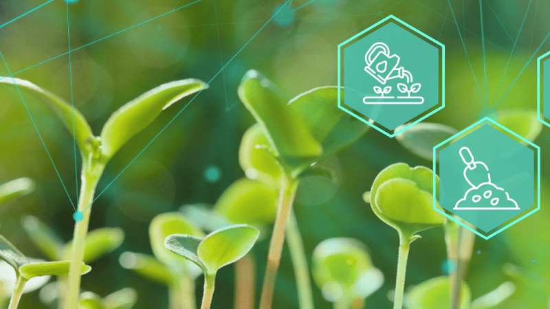 Защита растений от болезней: ключевые аспекты и методы