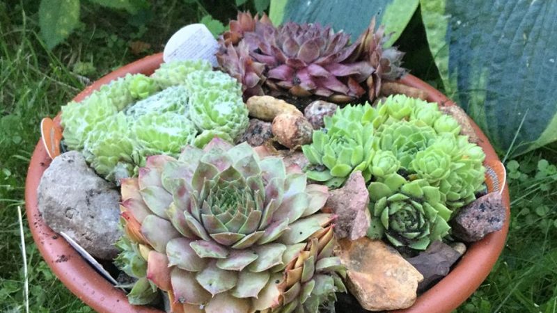 Что такое Каменная Роза (Молодило)?