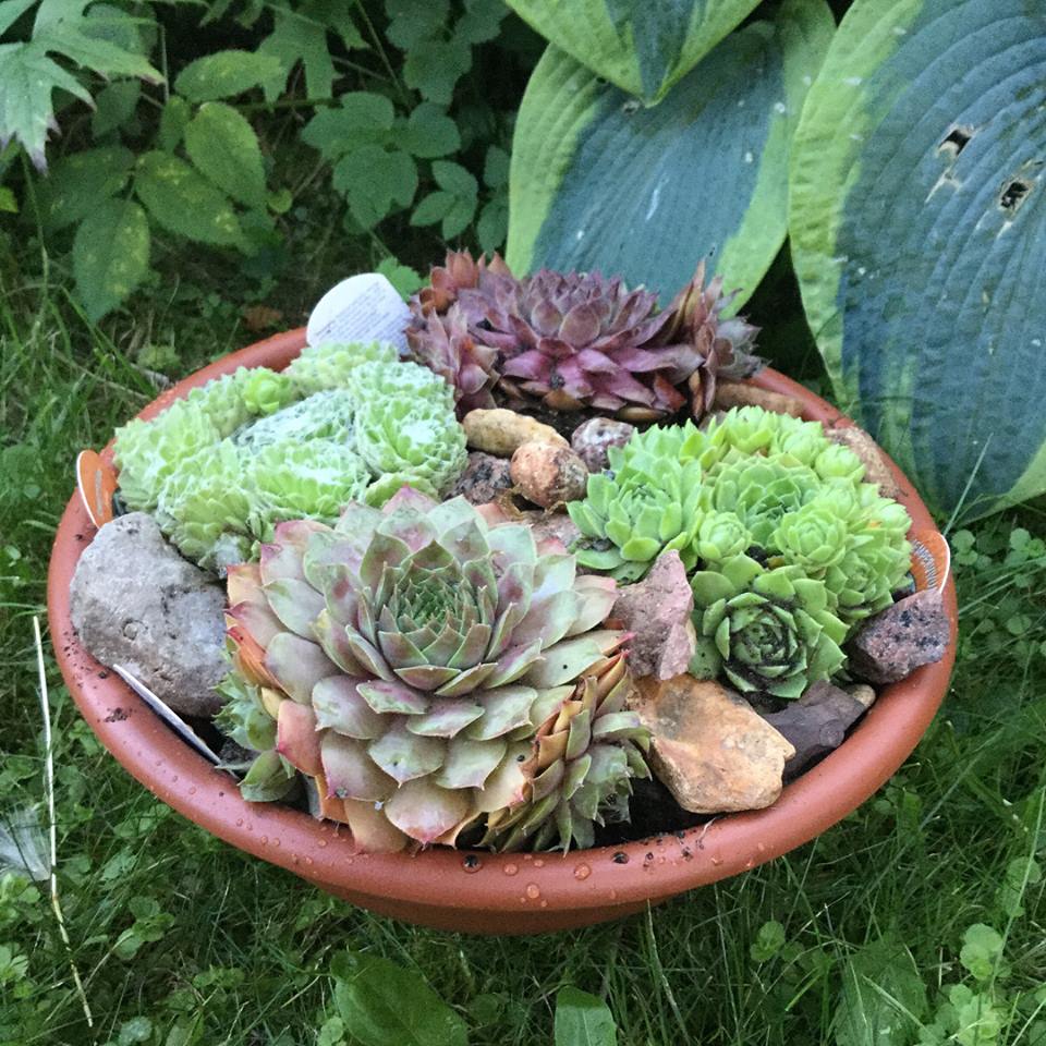 Что такое Каменная Роза (Молодило)?