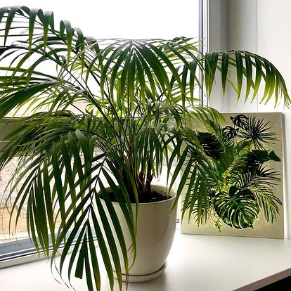 Эффектные комнатные растения с длинными цветами