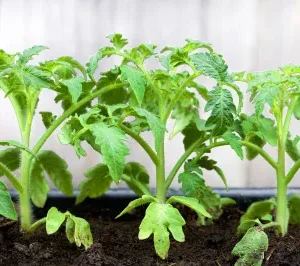 Как ухаживают за рассадой