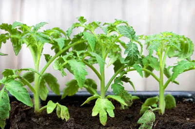 Как ухаживают за рассадой