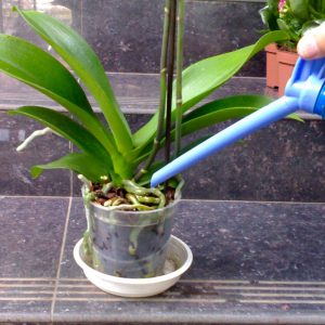 Как ухаживать за орхидеями