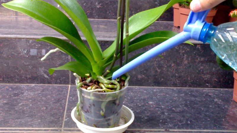 Как ухаживать за орхидеями