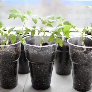 Как вырастить идеальную рассаду томатов От семечка до крепкого ростка