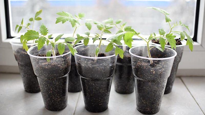 Как вырастить идеальную рассаду томатов От семечка до крепкого ростка