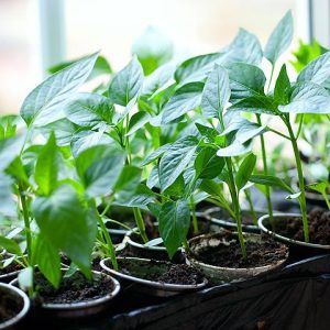 Как вырастит рассаду для перцев