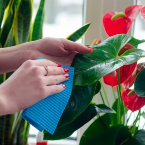 Комнатные цветы уход за растениями