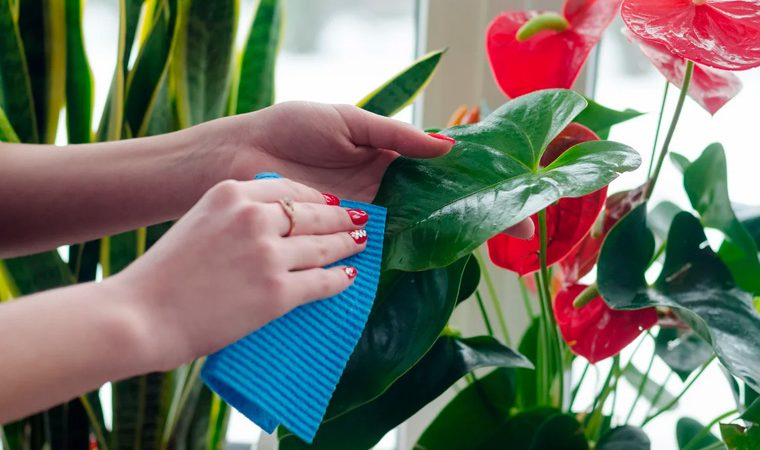 Комнатные цветы уход за растениями