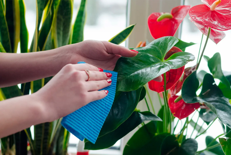 Комнатные цветы уход за растениями