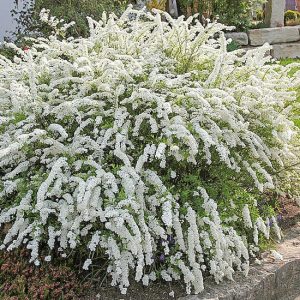 Неприхотливые деревья и кустарники для дачи