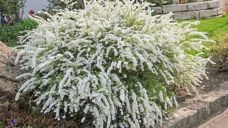 Неприхотливые деревья и кустарники для дачи