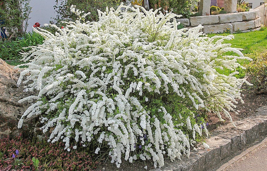 Неприхотливые деревья и кустарники для дачи