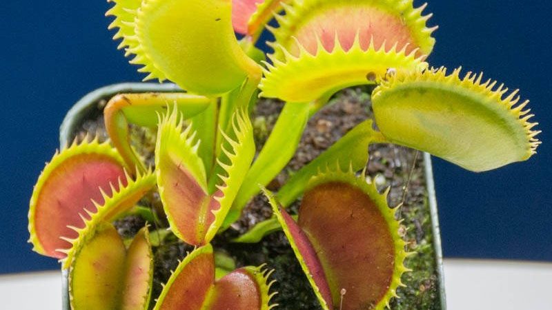 Подробный гайд по уходу за венериной мухоловкой