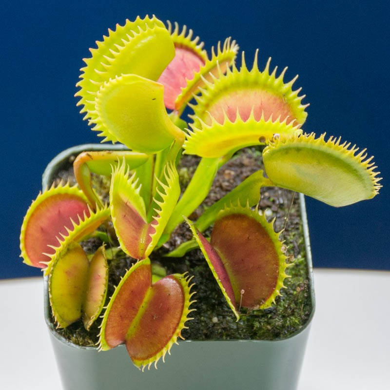 Подробный гайд по уходу за венериной мухоловкой