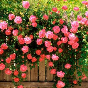 Садовые цветы садовая уход