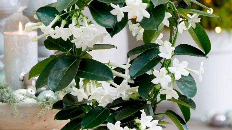 Все секреты ухода за комнатным жасмином: От посадки до пышного цветения