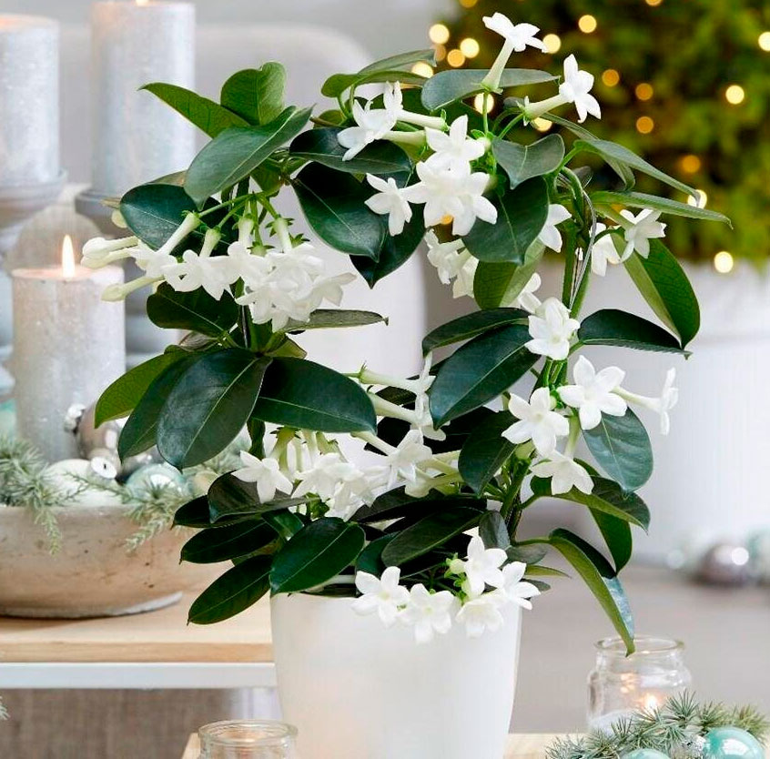 Все секреты ухода за комнатным жасмином: От посадки до пышного цветения