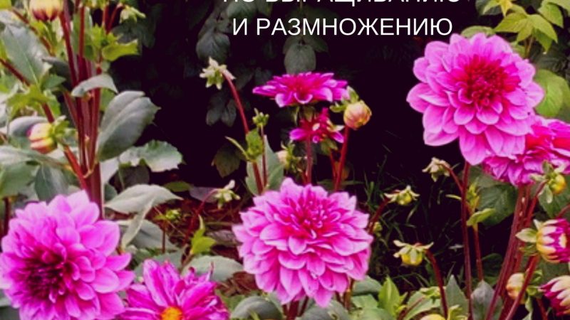 Выращивание цветов из семян: Полное руководство