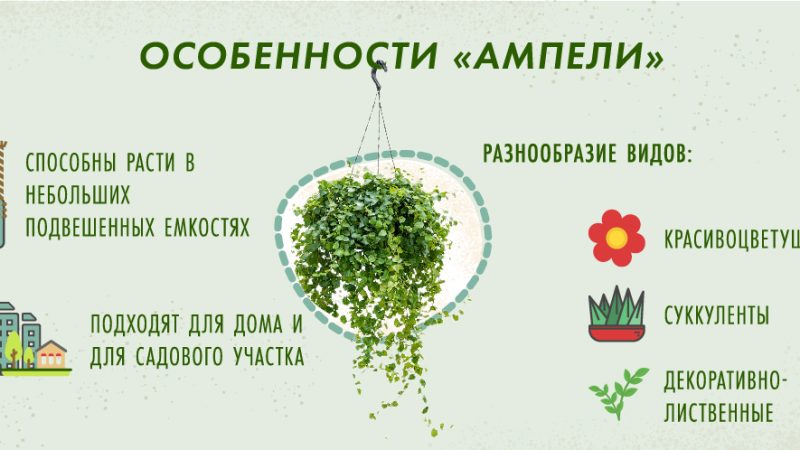 Выращивание и уход за ампельными цветами