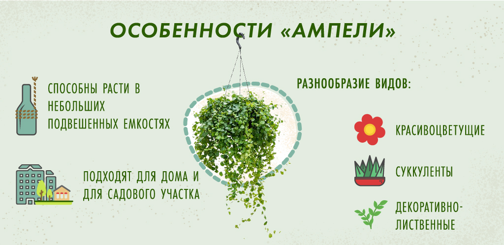 Выращивание и уход за ампельными цветами