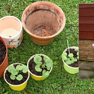 Выращивание пеларгонии из семян: Полное руководство