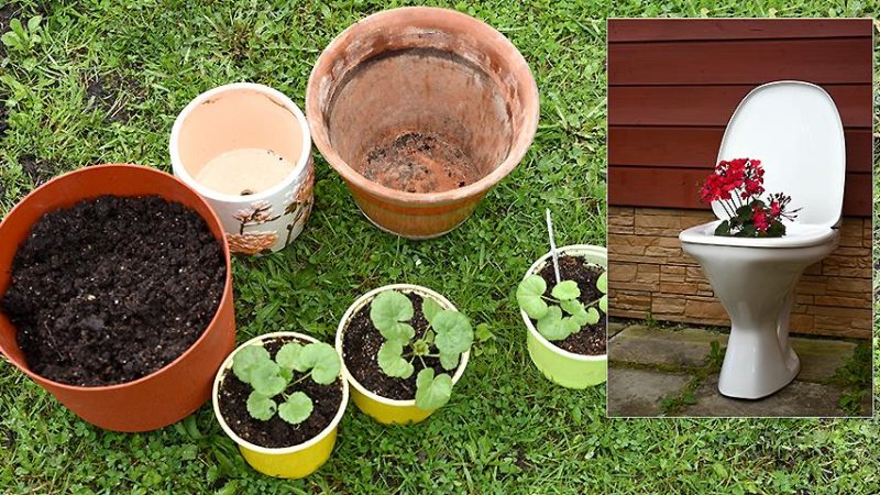 Выращивание пеларгонии из семян: Полное руководство