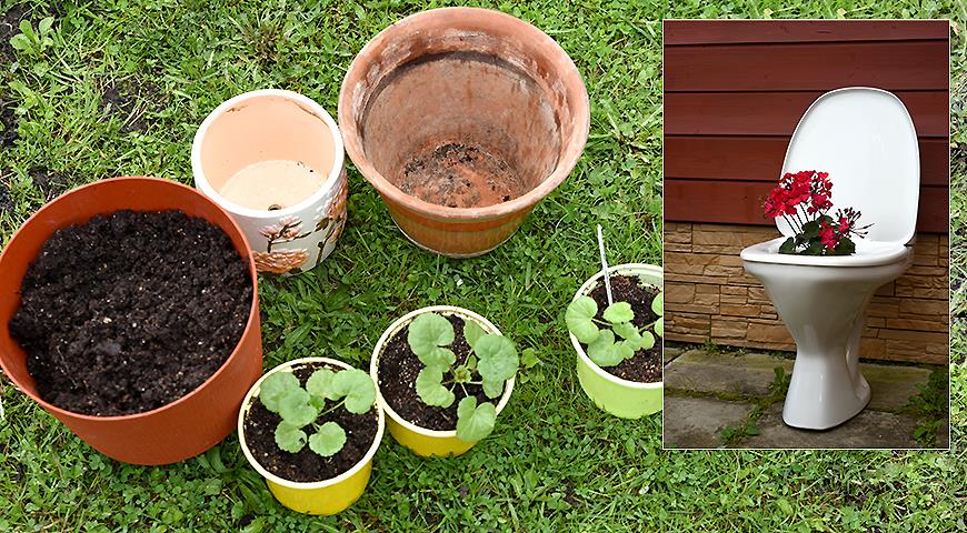 Выращивание пеларгонии из семян: Полное руководство